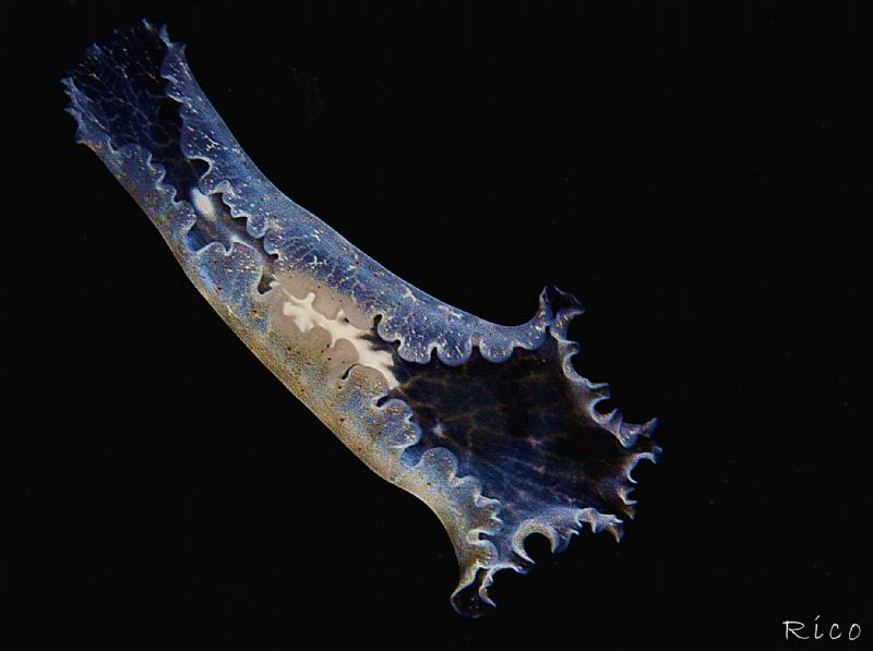 Flying Flatworm by Rico Besserdich 