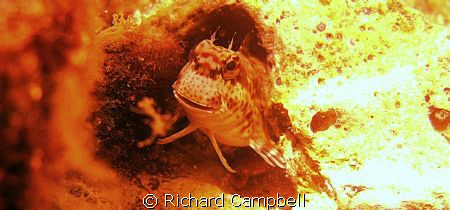 JUST RESTING  SEALIFE DC1000.. by Richard Campbell 