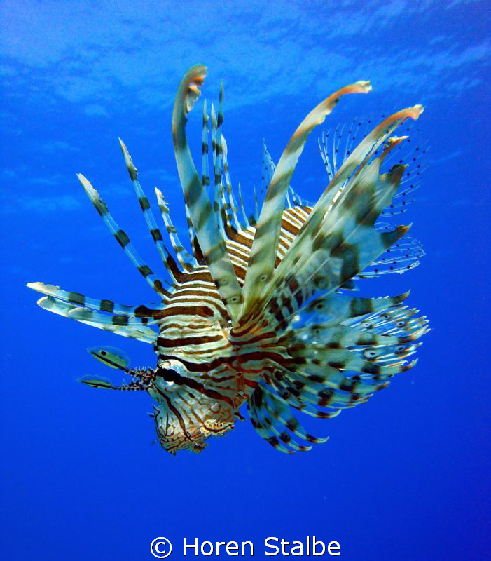 Lionfish! Sony Cybershot. by Horen Stalbe 