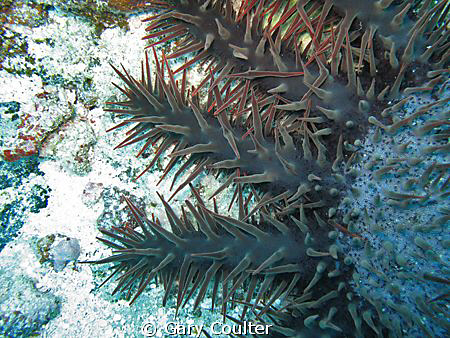 Closeup of a Crown of Thorns Starfish.
The scourge of ou... by Gary Coulter 