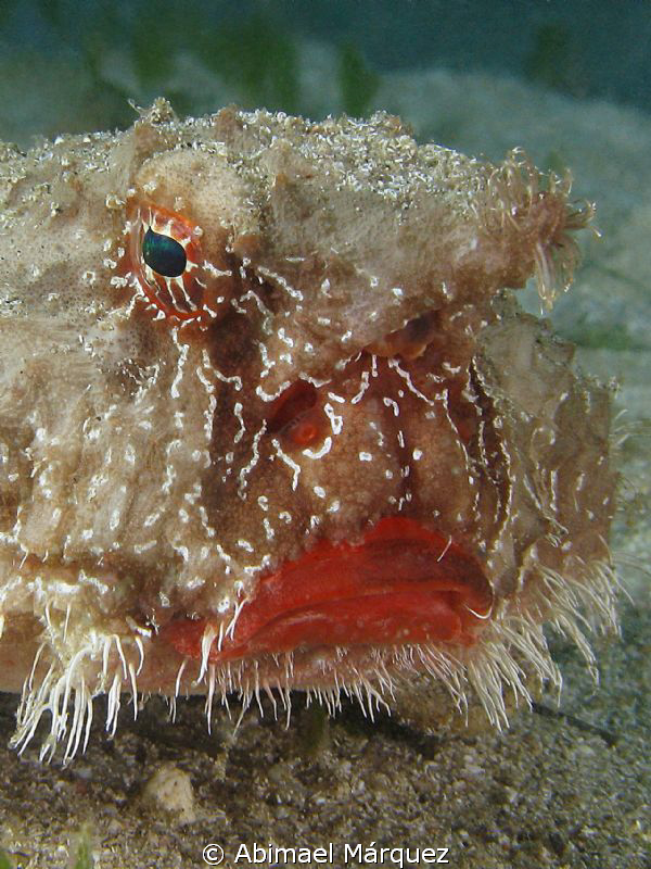 Close encounter with Shortnose Batfish
 by Abimael Márquez 