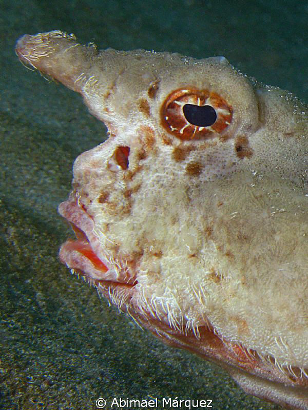 Another close encounter with a batfish on my first dive o... by Abimael Márquez 