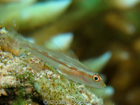 Ghost goby by Cigdem Cooper 