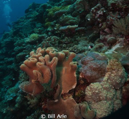 Coral Sea.  Canon G-10.  Ikelite housing, strobes and dome. by Bill Arle 