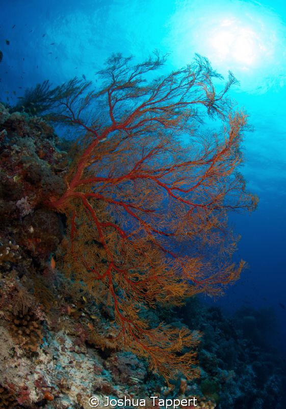 Tubbataha Red Sea fan by Joshua Tappert 