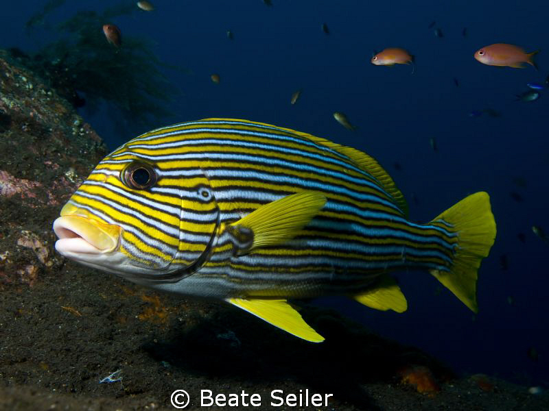 Sweetlip at the Liberty shipwreck / Tulamben in Bali by Beate Seiler 