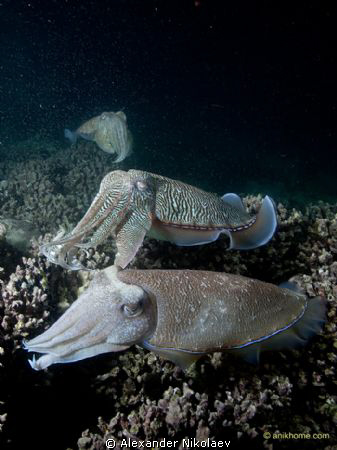 Night dive
Canon EOS 50D +  Sigma 18-50mm MACRO by Alexander Nikolaev 