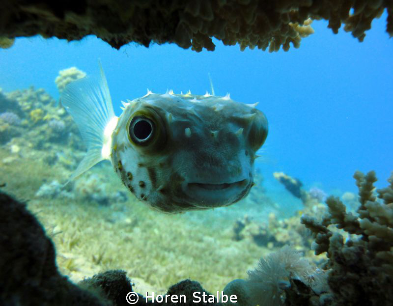 Yellow spotted burrfish. by Horen Stalbe 