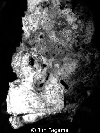 Planet of the Apes, white humpback scorpionfish, anilao p... by Jun Tagama 