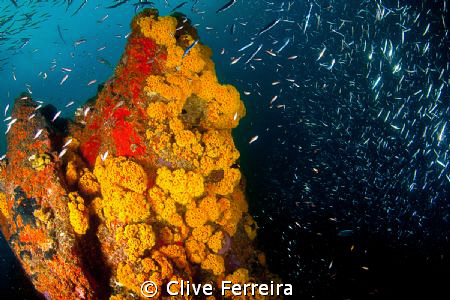 Yellow Turrets open in late afternoon dive by Clive Ferreira 
