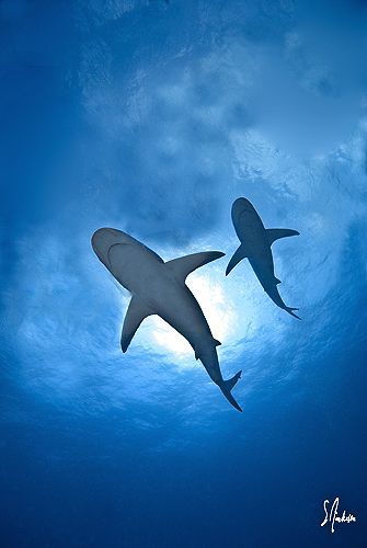 Reef sharks pass thru the sunlight as we dive on El Dorad... by Steven Anderson 
