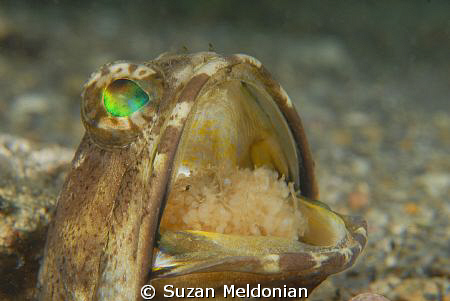 La, La, La, Laaaaaaaa  Fiiii-garo.
Banded Jawfish with n... by Suzan Meldonian 