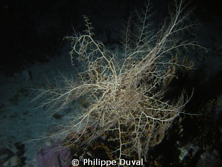 Night Dive on mooc che dive site by Philippe Duval 