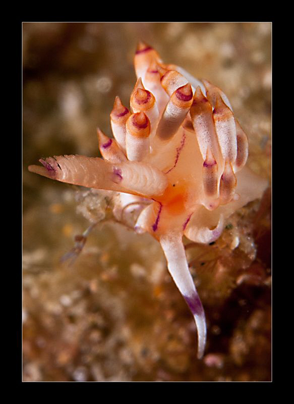 Flabelina Rubrolineata by Charles Wright 