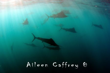 The Boys are Back in Town! by Aileen Caffrey 