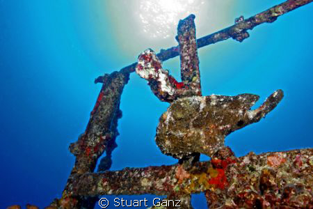 Commersons frog fish on the railing of the deep LCU. Oahu... by Stuart Ganz 