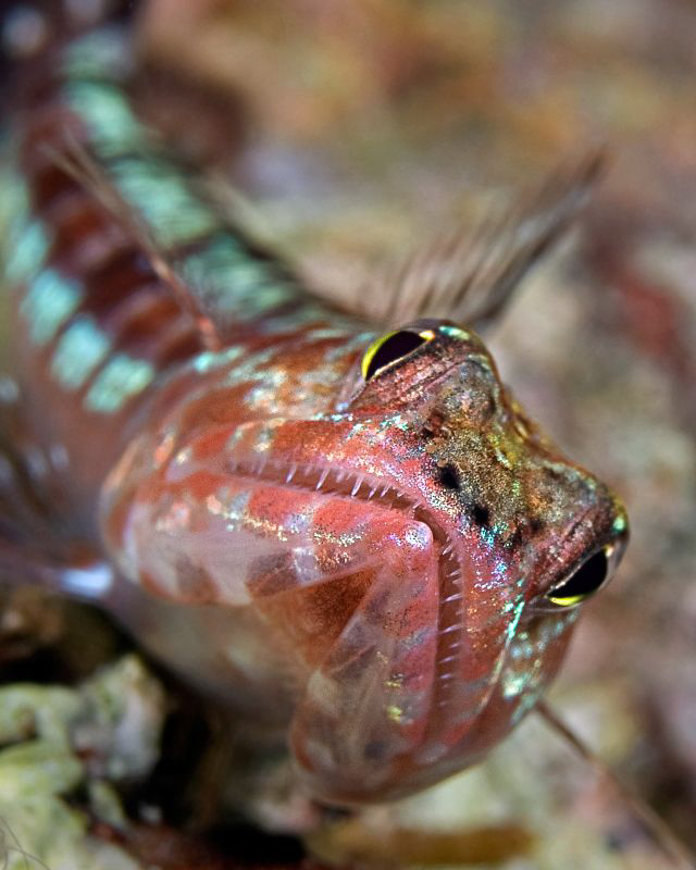 A common lizard fish. by Henry Jager 
