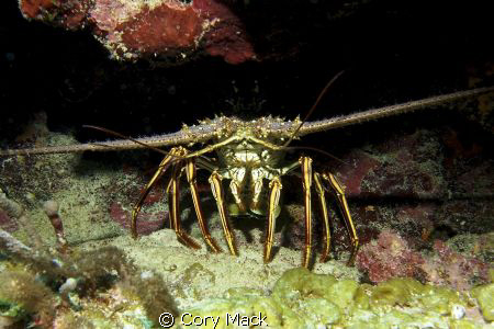 shot on my 5th dive with an EPL-1 by Cory Mack 