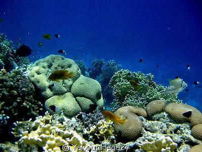 Sea coral&fish-Red sea by Yakout Hegazy 