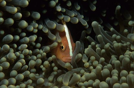 find me :-),wakatobi 2004,F90+105mm by Marco Wannenmacher 