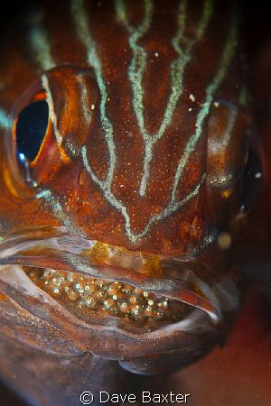 cardinal fish with mouth brood by Dave Baxter 