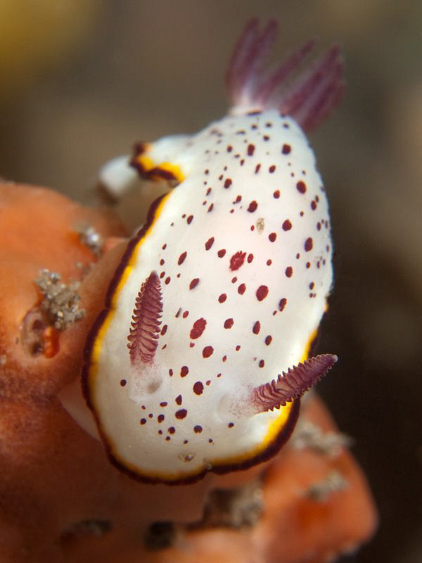 Chromodoris daphne, Shiprock by Doug Anderson 