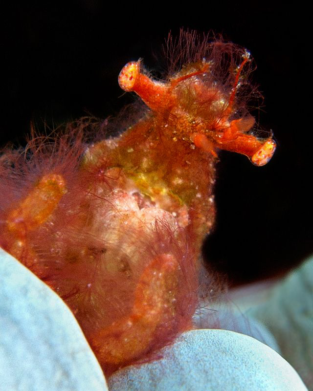 "Portrait of an Orang Utan Crab"

A crazy guy :) by Henry Jager 