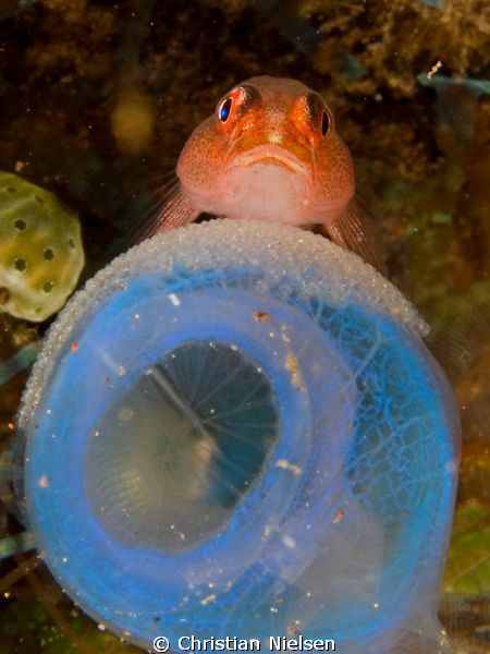 Goby witheggs, north Bali. Olympus E330, 50mm macro, wetl... by Christian Nielsen 