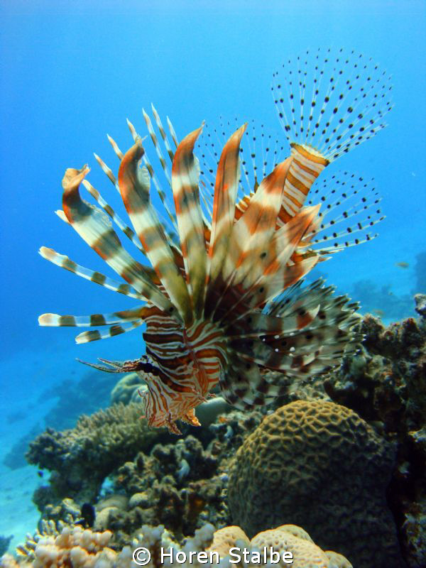 Majestic Lionfish. by Horen Stalbe 
