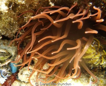 lovely lighting on a sea anenome
 by Daniel Blechynden 