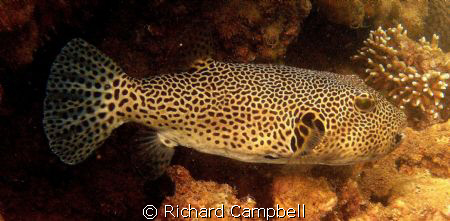 fish/sealife DC1000 by Richard Campbell 