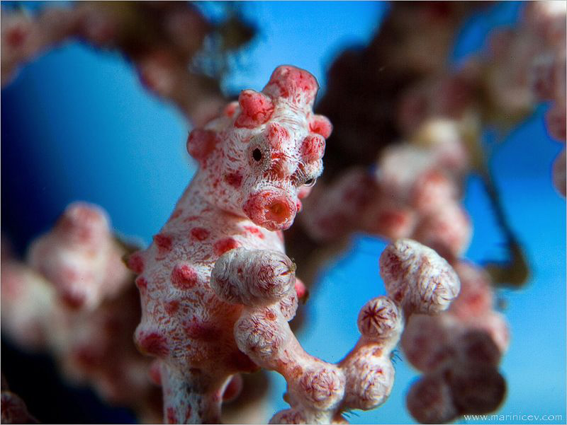 Pigmy seahorse, Black sand of Bali by Aleksandr Marinicev 
