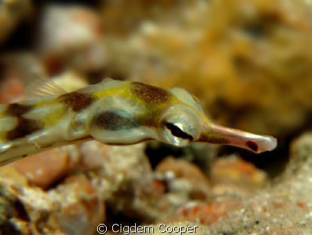 Pipefish by Cigdem Cooper 