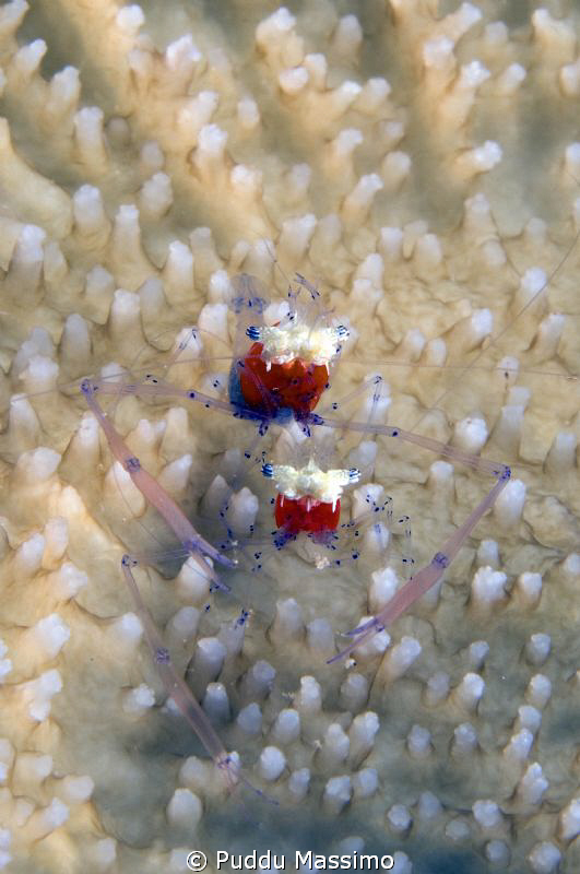 ganngga island,a couple of...,nikon d2x 60 mm macro by Puddu Massimo 