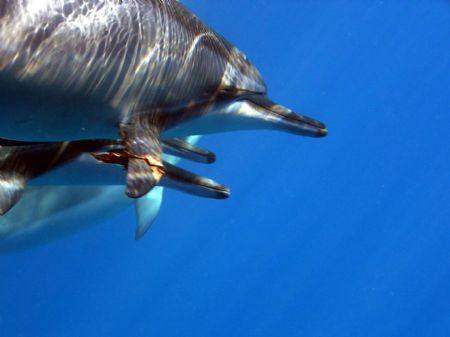 Spinner dolphins taken in La Perouse Bay, Maui. Dolphin i... by Don Bruschera 