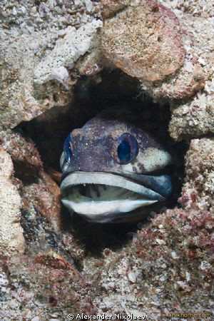 Jaw fish. Canon EOS 50D + Sigma 18-50mm MACRO by Alexander Nikolaev 