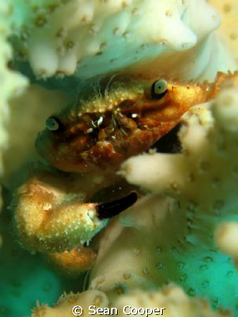 Coral crab by Sean Cooper 