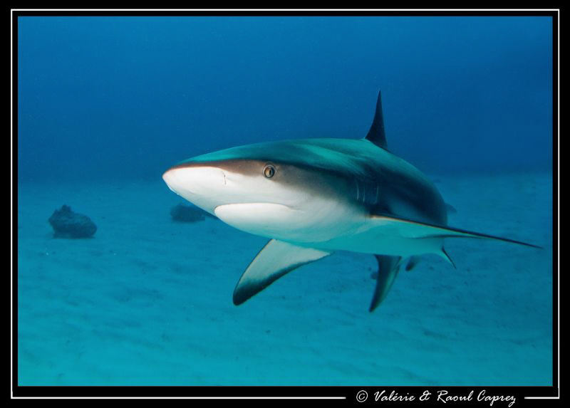 Nice encounter (Carcharhinus perezi) by Raoul Caprez 