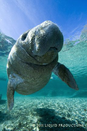 Crystal River Manatee, baby. by Becky Kagan 