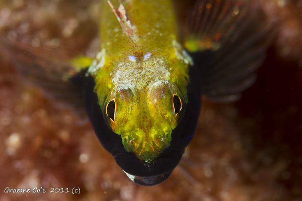 Yellow back threefin taken 100mm macro on its first dive. by Graeme Cole 