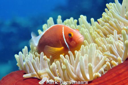 Pink Anemonefish. Nikon D90 in Aquatica housing, 60mm, f8... by Mark Hoevenaars 