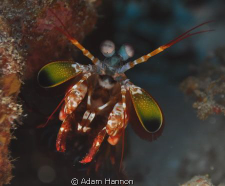 Manta Shrimp peaking out to see if coast is clear. by Adam Hannon 