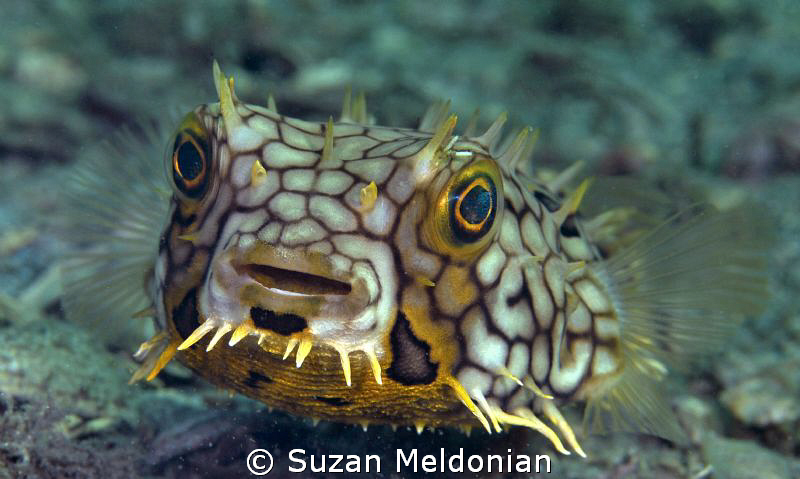 Web Burrfish by Suzan Meldonian 