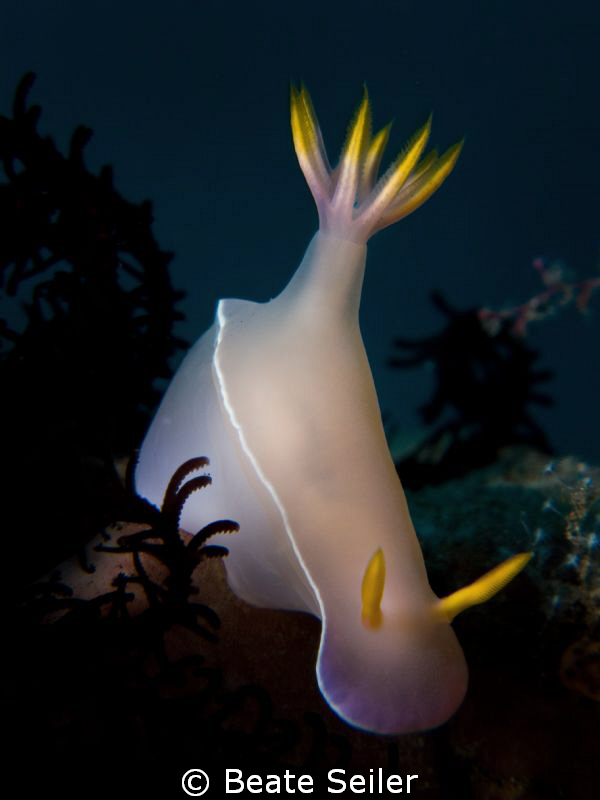 Bali Nudi , taken with Canon G1 nad UCL165 by Beate Seiler 