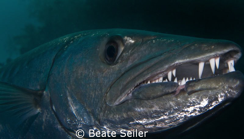 Barraccuda in the U.S. Liberty wreck , Bali by Beate Seiler 