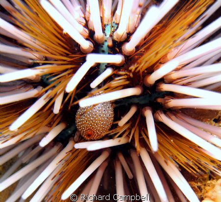 I"M Blushing...Sealife DC100.. by Richard Campbell 