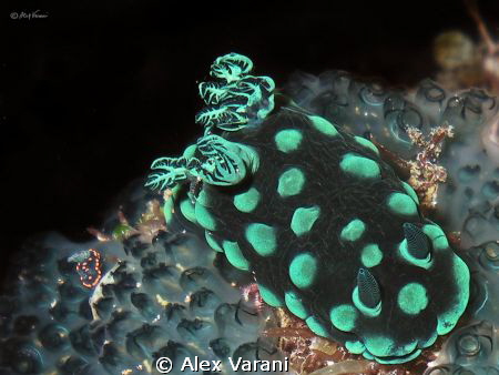 Nebrotha cristata. Father and "little" son by Alex Varani 