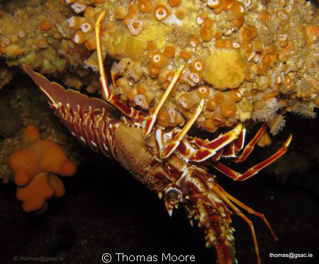 Crayfish taken off of Inis Mor of the Aran Islands in Gal... by Thomas Moore 