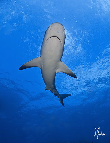 Reef Sharks danced continuously above our heads all after... by Steven Anderson 