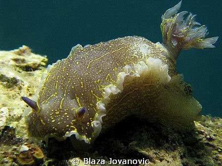 Maybe not that flashy as its tropical cousins, but still ... by Blaza Jovanovic 